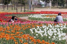 청주시 문암생태공원, 튤립 10만송이 개장준비 완료