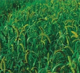 진도군, 잡곡 산업 기반 구축 사업 나서