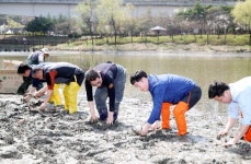 용인시 동백동,  동백호수공원 호수에 연뿌리 2천개 식재