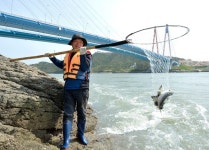 해남 우수영 울돌목, 뜰채 보리숭어잡이 본격 시작