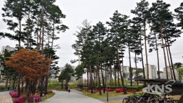 수원시, 광교호수공원 소나무숲 생육환경 개선사업 추진