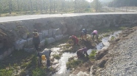 거창읍, 도랑 살리기에 창포 1600여 본 심어