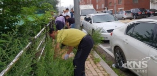 평택시 세교동 행정복지센터, 평택성모병원 인근 잡초 제거 실시