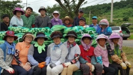 진도군 의신면, 사랑의 옥수수 전달