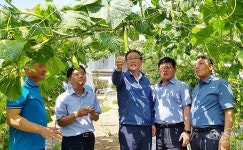 [포토뉴스] 충북농협, 폭염피해 제천 농업현장 점검