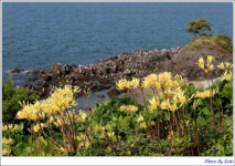 부안 변산마실길 제2코스 붉노랑상사화 9월 초 절정