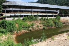 홍천군, 만내골 돼지축사 환경 오염은 어떻게~