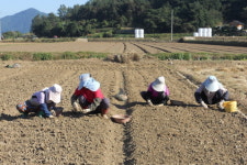 남해군, 본격 마늘 파종시기 돌입