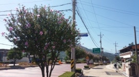 상주시, 경상대로 무궁화 가로수 나라꽃 무궁화 명소 선정