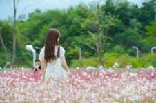 양주 천만송이 천일홍 축제… 13만여명 운집 대성황