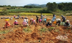 전북농협, 고창 고구마 수확 농촌일손돕기 나서