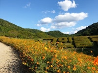 세계유산 화순 고인돌 유적지, 가을 꽃에 물들다