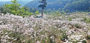 청주 현도면 야산에 만개한 구절초 시선 집중