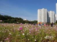용인시 구성동,  코스모스 축제 주민 3천여명 다녀가며 성료