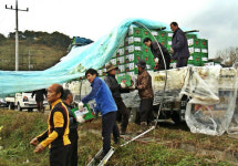 정읍 단풍미인 씨 없는 가을수박 일본 수출 길 올라