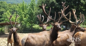 수험생 선물로 좋은 녹용, 수능 막바지 체력관리에 도움