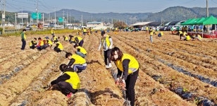 [포토뉴스] 진천 광혜원면남녀새마을지도자회, 오늘은 고구마 수확하는 날