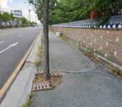 인천 중구, 가로수 돌출뿌리 정비 통한 보행환경 개선