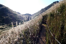 창녕 화왕산, 은빛 찬란 억새 물결