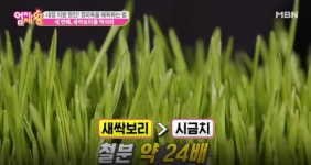 화제 급부상 폴리코사놀, 고지혈증과 같은 혈관질환에 탁월한 효능... 새싹보리도 관심 이용 방법은?