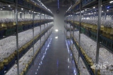 경기도농업기술원, 느타리버섯 생육모델 개발 … 버섯농가 보급 추진