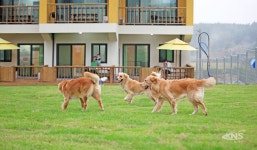 반려견과 함께 하는 이색 펜션, 태안 안면도 펜션 더 마루펜션