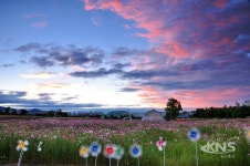 수원 당수동 시민농장, 이젠 안녕!