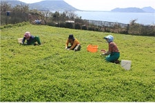 봄 향기 미리 맛보세요…거문도해풍쑥 출하