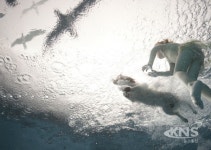 군산시, 수중 사진작가 제나 알레웨이 초대전 개최