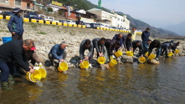 하동군, 화개천에 어린 연어·은어 방류