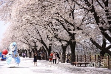 2019 안동벚꽃축제 29일 개최