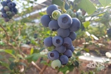 곡성군, 3달 앞서 블루베리 출하 시작