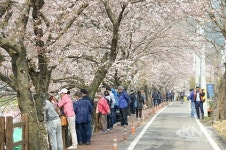 순천시, 봄의 설렘 알리는 제8회 용당뚝방 벚꽃축제 열린다.