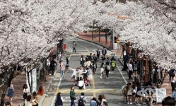 계명대, 성서캠퍼스 벚꽃 만개와 함께 행소박물관 야간 특별개관