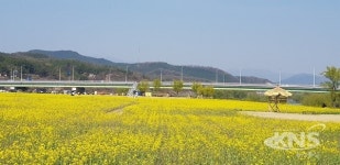 대구시, 내달 6일까지 금호강 하중도 유채꽃단지 개방