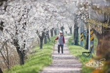 화순군, 막바지 벚꽃과 아름다운 꽃길
