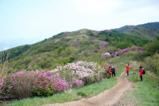 지리산, 분홍빛 향연 바래봉이 손짓하네