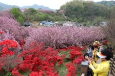 완산공원 꽃동산, 봄꽃으로 물들다