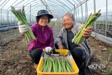 양구 産 아스파라거스 일본 수출 길 올라