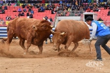 청도군, 2019 청도소싸움축제 16일부터 막 오른다!