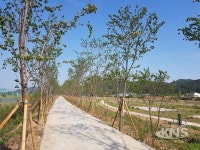 용인시,  남사면 진위천 제방 2.3km에 왕벚나무길 조성