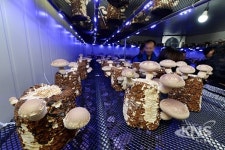 광산구 우산동, 상가 건물 주민 버섯농장 더 넓어진다