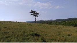 경이로운 신기록 수립과 양떼목장 사건