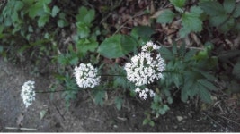 경이로운 신기록 수립과 양떼목장 사건