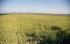 북 황해남도 신천군 새길협동농장, 첫 통합생산체계 구축