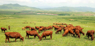 북 청년들, 세포지구 축산기지로 계속 탄원진출