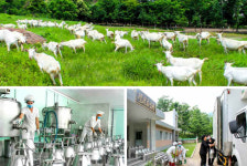 북 청년들, 세포지구 축산기지로 계속 탄원진출