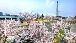 북한은 가로수 조성사업을 어떻게 진행할까?