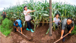 북, 이달 중순부터 기본장마 시작...농업부문 철저 대책 당부