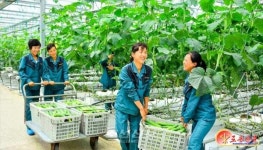 北 강동-중평-련포, 대규모 온실농장 사이에서 사회주의경쟁